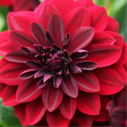 Studio-Grown Dahlia Starts: Limited Release