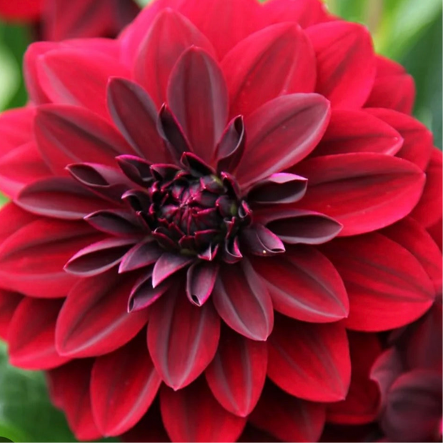 Studio-Grown Dahlia Starts: Limited Release