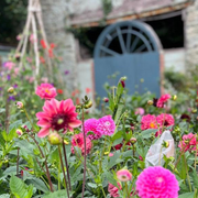 Studio-Grown Dahlia Starts: Limited Release