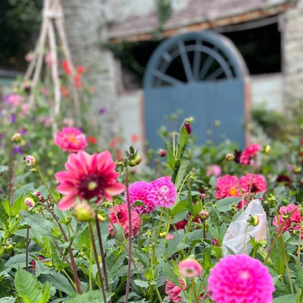 Studio-Grown Dahlia Starts: Limited Release