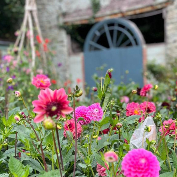 CSA Autumn Field Flower Subscription