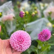 Subscription: Home Grown Flowersmith Field Flower Luxury Arrangement