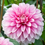 Studio-Grown Dahlia Starts: Limited Release