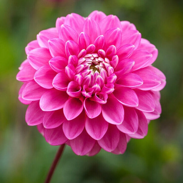 Studio-Grown Dahlia Starts: Limited Release