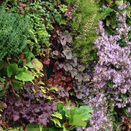 Natural & Foam-Free Spring Living Wall Installation Wednesday, April 10th, 10-4pm
