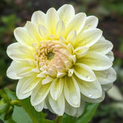 Studio-Grown Dahlia Starts: Limited Release