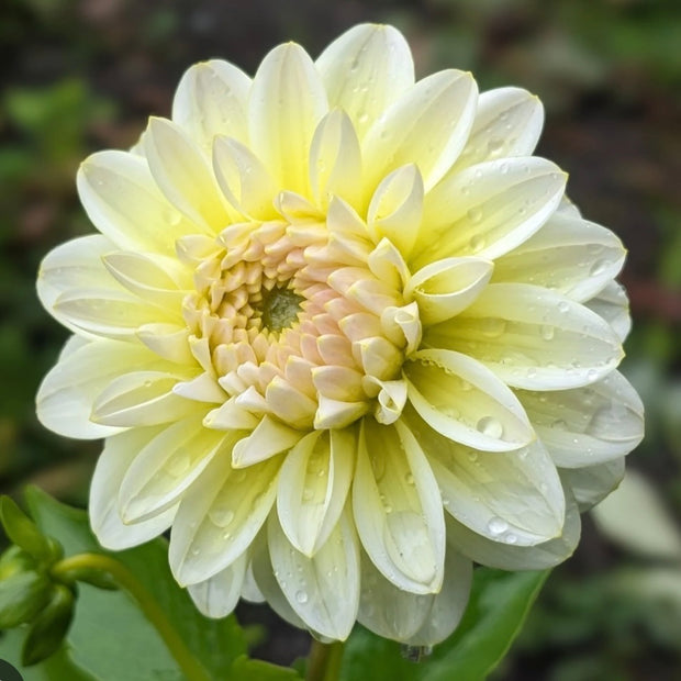 Studio-Grown Dahlia Starts: Limited Release
