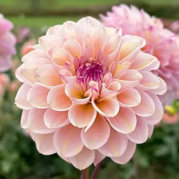 Studio-Grown Dahlia Starts: Limited Release