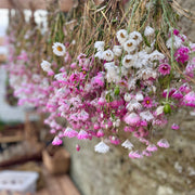 Forever Flowers – The Art of Flower Drying: Saturday August 16th, 2-5pm