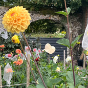“Flourish” Summer Subscription – Blooms + Vessel + Weekly Styling Demo Video
