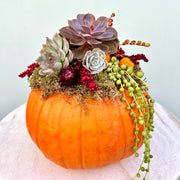 Pumpkin Succulent Arrangement