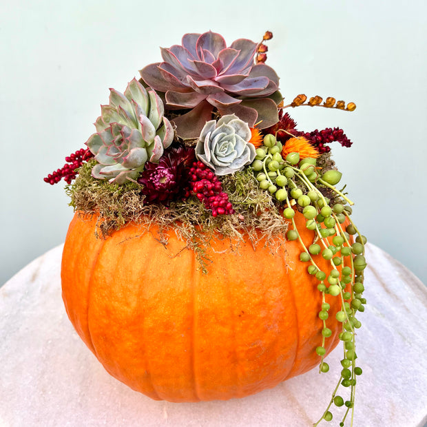 Pumpkin Succulent Arrangement