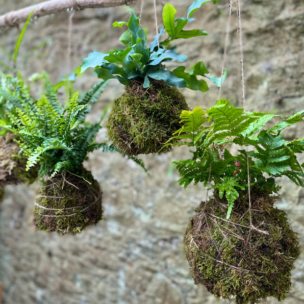 Fern Kokedama
