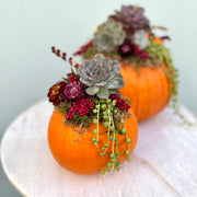 Pumpkin Succulent Arrangement