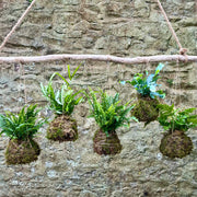 Fern Kokedama