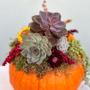 Pumpkin Succulent Arrangement