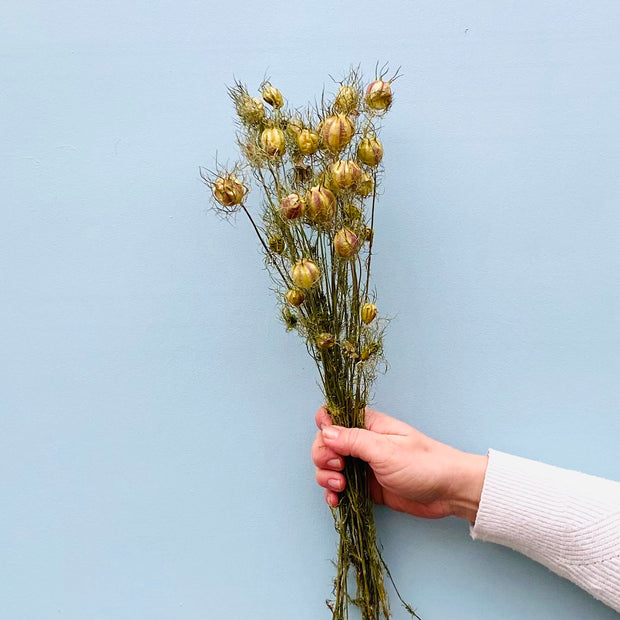 Dried Nigella Bunch
