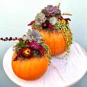 Pumpkin Succulent Arrangement