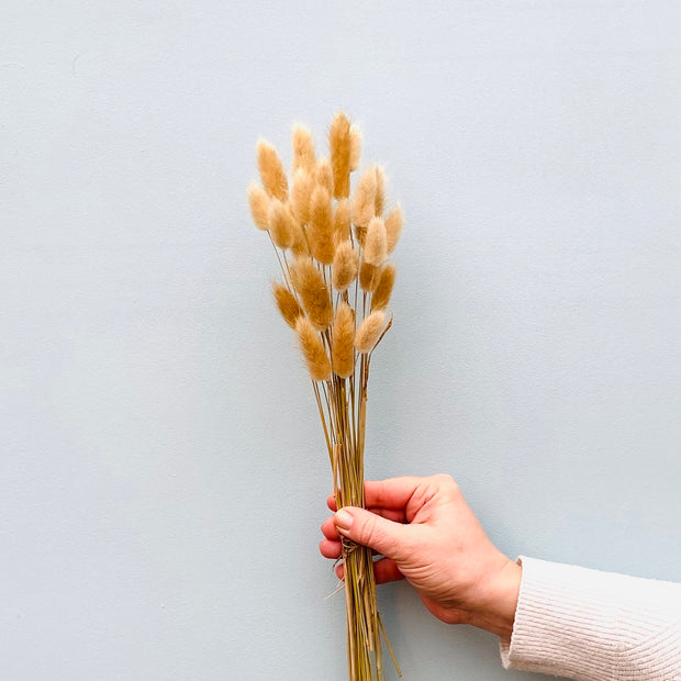 Dried Bunny Tail Bunch