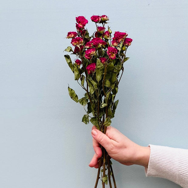 Dried Spray Rose Bunch- Fuscia