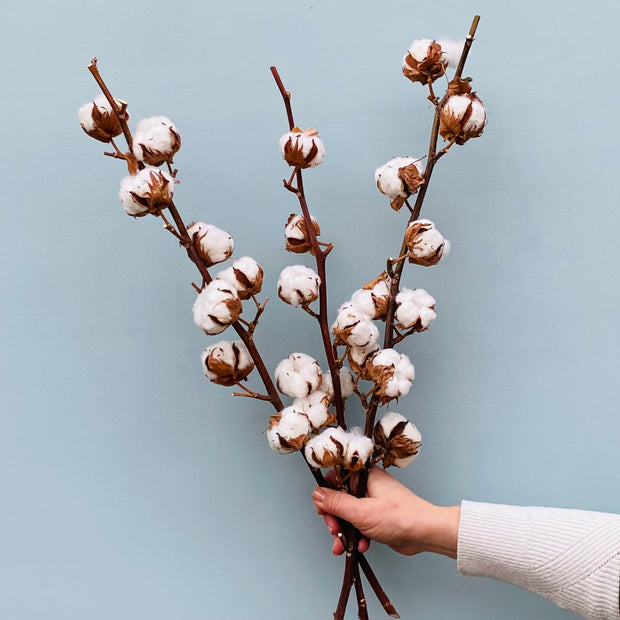 Dried Cotton Stems
