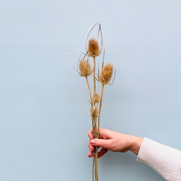 Dried Thistle Bunch